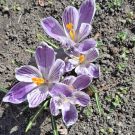 486607242_1177546790831258_387466075751483142_n