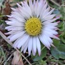 484592854_989242889969764_855115992547117487_n